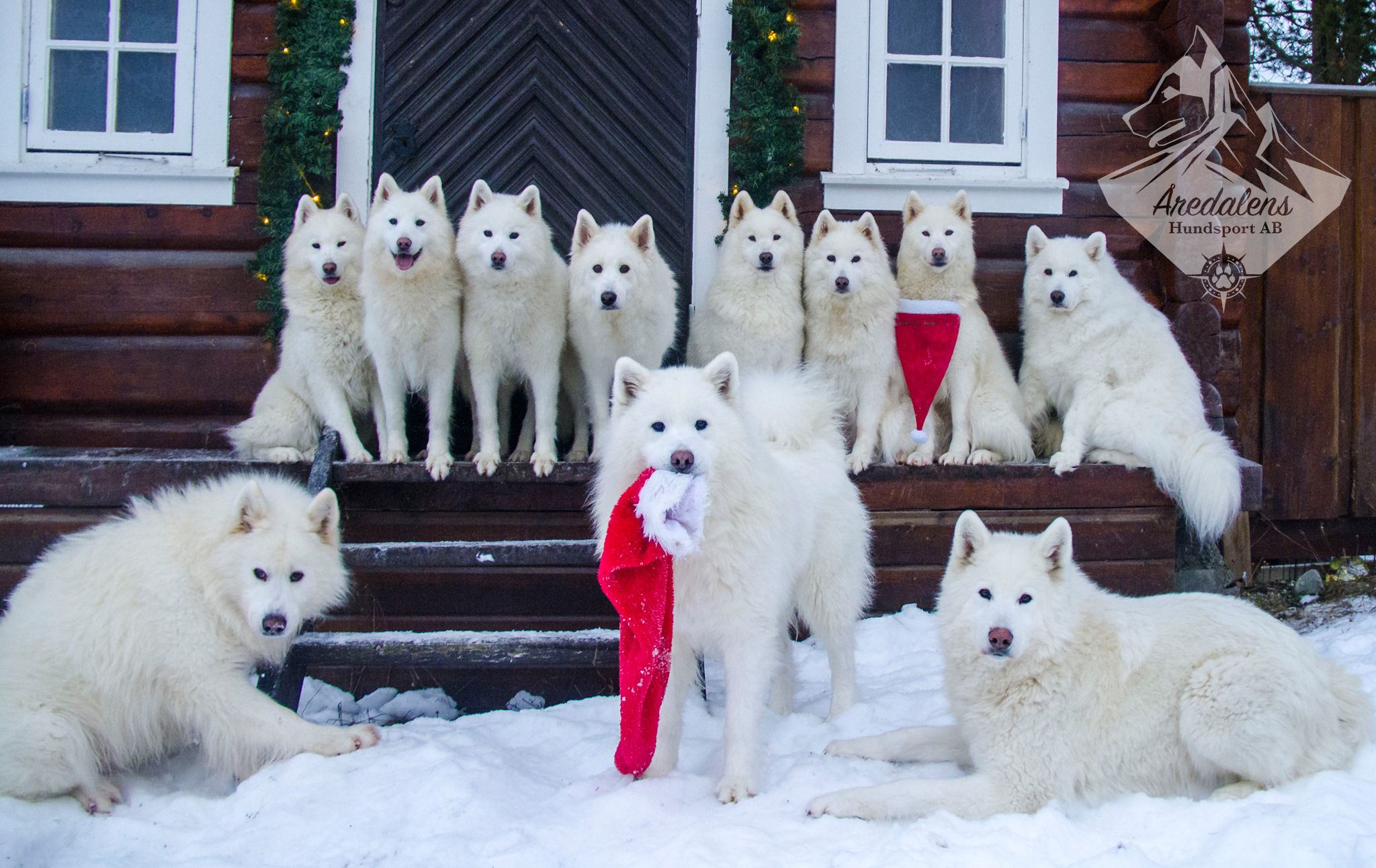 Samojed