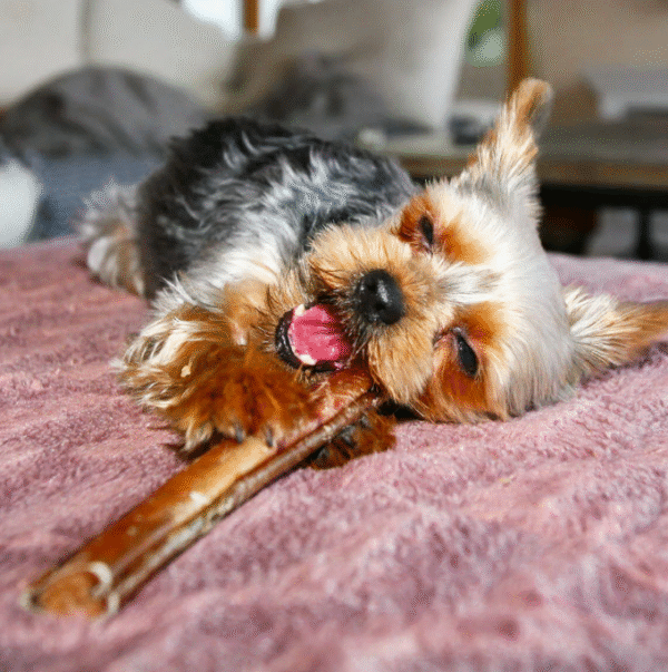 Svenskt Hundgodis Tjurmuskel 20 cm - Bild 2