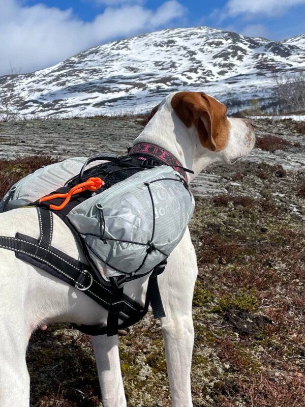 Trail light dog backpack