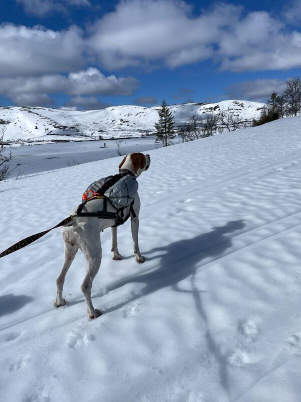 Trail light dog backpack - Bild 18