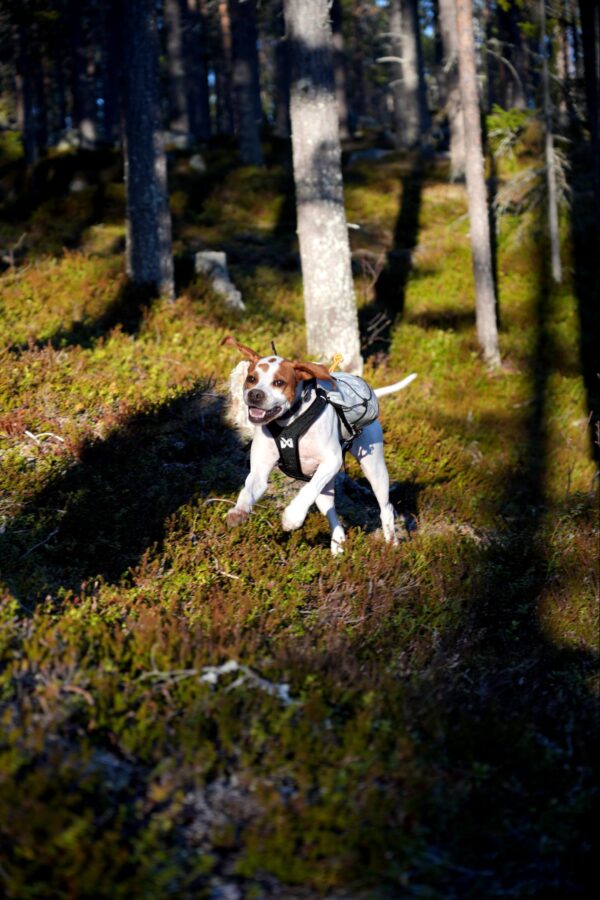 Trail light dog backpack - Bild 12