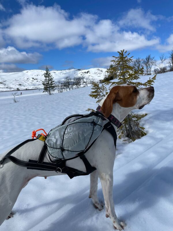 Trail light dog backpack - Bild 17