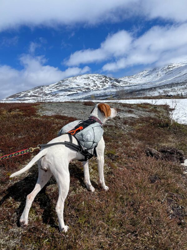 Trail light dog backpack - Bild 15