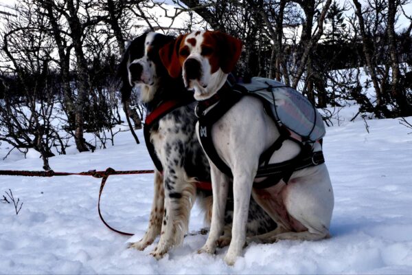 Trail light dog backpack - Bild 16
