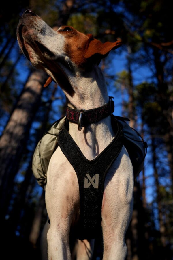 Trail light dog backpack - Bild 9