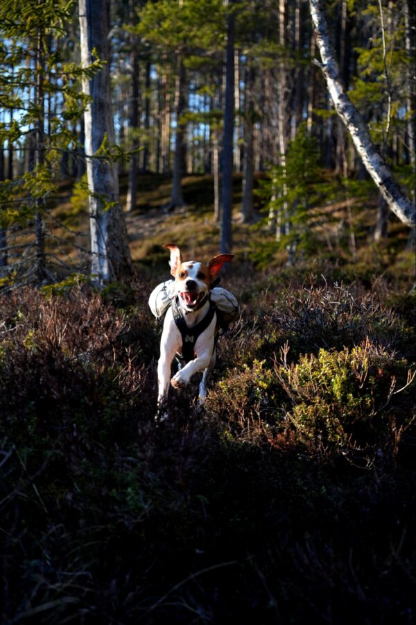 Trail light dog backpack - Bild 13
