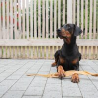 Oxhudsrulle, ca 75 cm